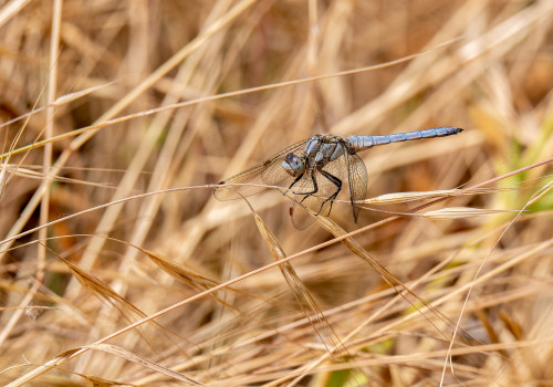 orthetrum brunneum  orthetrum brun 