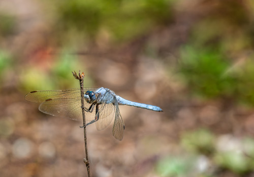 orthetrum brunneum  orthetrum brun 