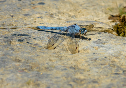 orthetrum brunneum  orthetrum brun 