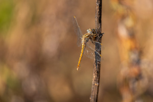 orthetrum brunneum orthetrum brun femelle orthetrum brunneum orthetrum brun femelle