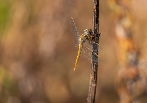 orthetrum brunneum  orthetrum brun  femelle