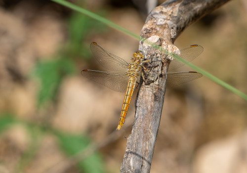 orthetrum brunneum  orthetrum brun  femelle