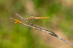 orthetrum brunneum orthetrum brun femelle 11 orthetrum brunneum orthetrum brun femelle 11