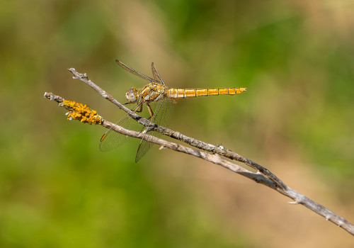 orthetrum brunneum  orthetrum brun  femelle 11