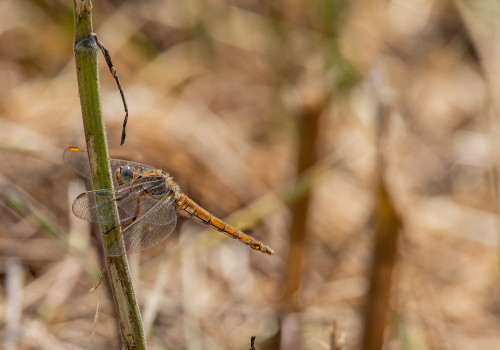 orthetrum brunneum  orthetrum brun  femelle