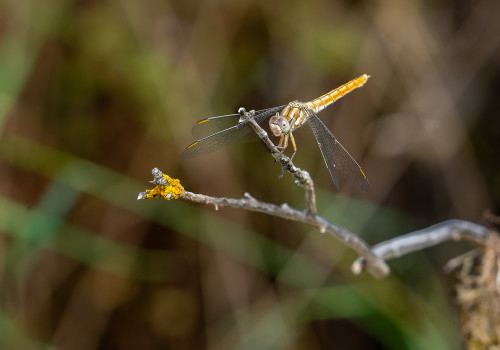orthetrum brunneum  orthetrum brun  femelle