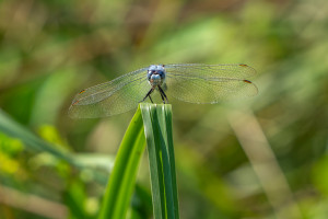 orthetrum brunneum orthetrum brun male 10 orthetrum brunneum orthetrum brun male 10