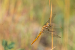 orthetrum brunneum orthetrum brun male 10 orthetrum brunneum orthetrum brun male 10