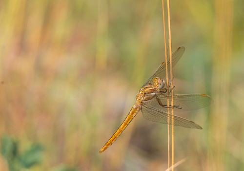 orthetrum brunneum  orthetrum brun  male 10