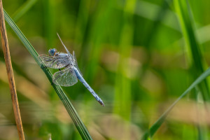 orthetrum brunneum orthetrum brun male 11 orthetrum brunneum orthetrum brun male 11
