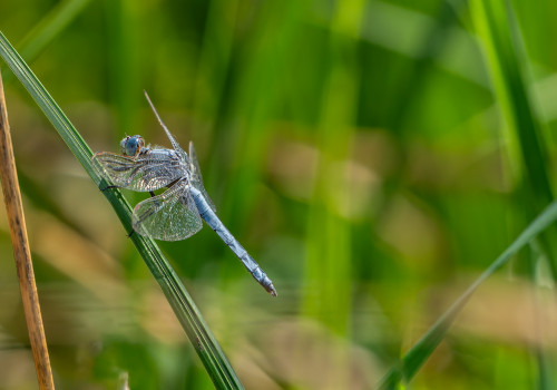 orthetrum brunneum  orthetrum brun  male 11