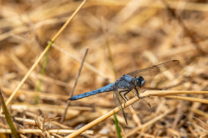 orthetrum brunneum orthetrum brun male orthetrum brunneum orthetrum brun male