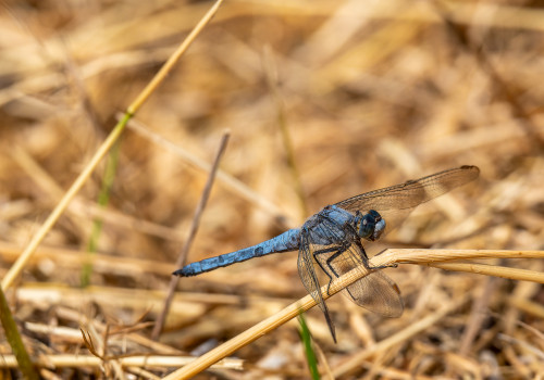 orthetrum brunneum  orthetrum brun  male