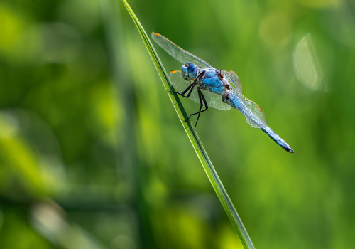 orthetrum brunneum  orthetrum brun  male