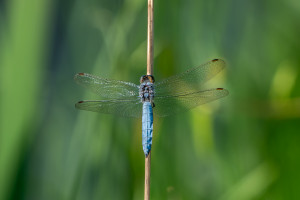 orthetrum brunneum orthetrum brun male orthetrum brunneum orthetrum brun male