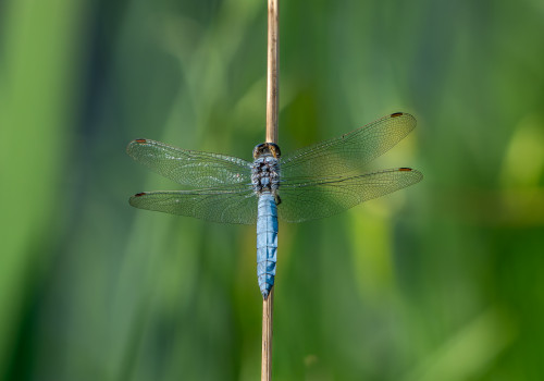 orthetrum brunneum  orthetrum brun  male