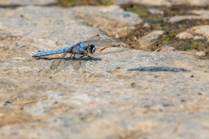 orthetrum brunneum orthetrum brun male orthetrum brunneum orthetrum brun male