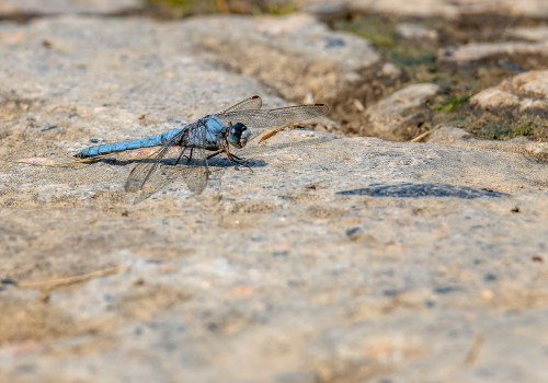 orthetrum brunneum  orthetrum brun  male
