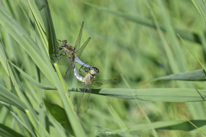 orthetrum cancellatum orthetrum reticule coeur copulatoire 10 dxo orthetrum cancellatum orthetrum reticule coeur copulatoire 10 dxo