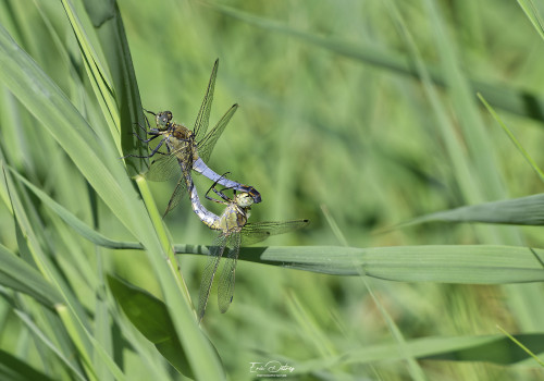 orthetrum cancellatum orthetrum reticule coeur copulatoire 10 dxo orthetrum cancellatum orthetrum reticule coeur copulatoire 10 dxo