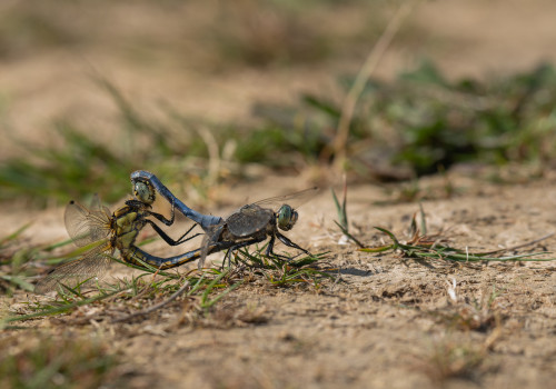 orthetrum cancellatum  l orthetrum reticule  couple