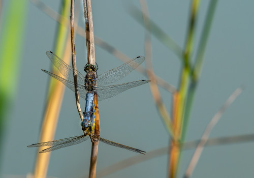 orthetrum cancellatum  l orthetrum reticule  couple