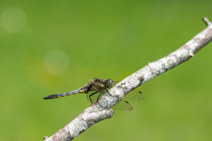 orthetrum cancellatum l orthetrum reticule male orthetrum cancellatum l orthetrum reticule male