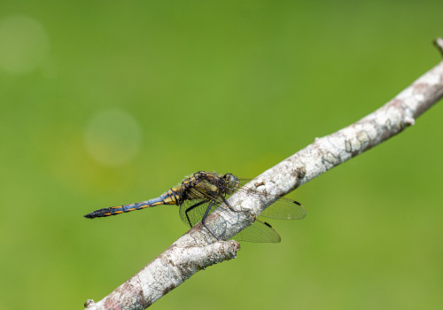 orthetrum cancellatum  l orthetrum reticule  male