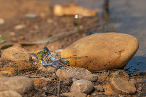 orthetrum cancellatum orthetrum reticule couple orthetrum cancellatum orthetrum reticule couple