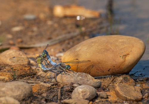 orthetrum cancellatum  orthetrum reticule  couple