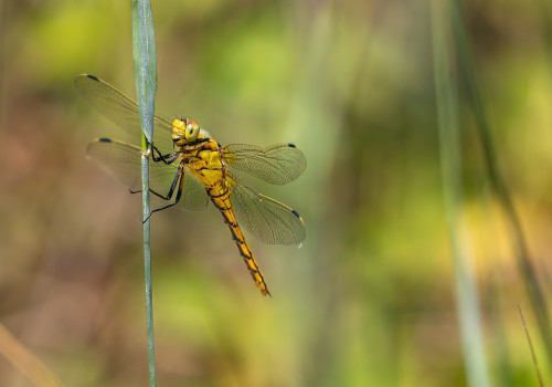 orthetrum cancellatum  orthetrum reticule  femelle