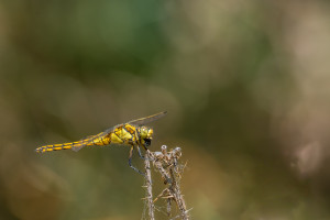 orthetrum cancellatum orthetrum reticule femelle orthetrum cancellatum orthetrum reticule femelle