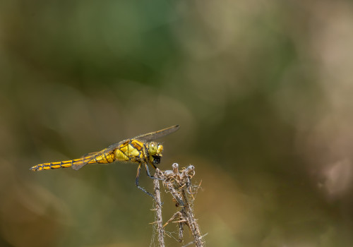 orthetrum cancellatum  orthetrum reticule  femelle