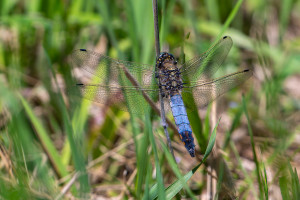 orthetrum cancellatum orthetrum reticule male orthetrum cancellatum orthetrum reticule male