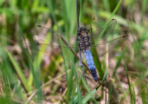 orthetrum cancellatum  orthetrum reticule  male
