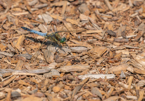 orthetrum cancellatum  orthetrum reticule  male