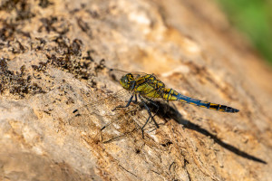 orthetrum cancellatum orthetrum reticule male orthetrum cancellatum orthetrum reticule male