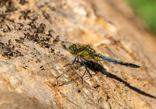 orthetrum cancellatum  orthetrum reticule  male