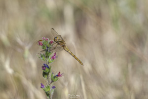 orthetrum coerulescens orthetrum bleuissant femelle 13 dxo orthetrum coerulescens orthetrum bleuissant femelle 13 dxo