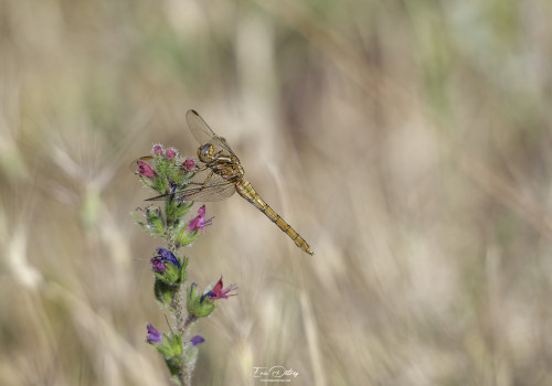 orthetrum coerulescens orthetrum bleuissant femelle 13 dxo orthetrum coerulescens orthetrum bleuissant femelle 13 dxo