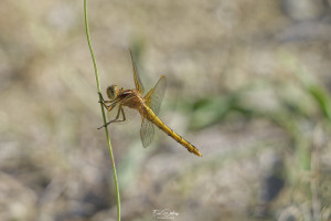 orthetrum coerulescens orthetrum bleuissant femelle 15 dxo orthetrum coerulescens orthetrum bleuissant femelle 15 dxo