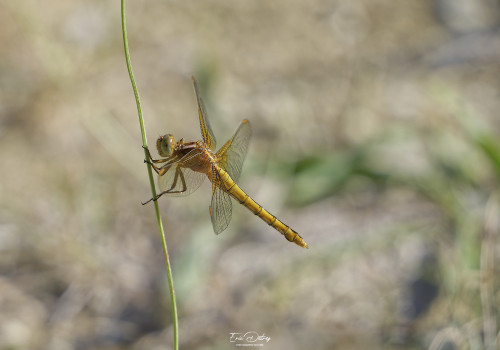 orthetrum coerulescens orthetrum bleuissant femelle 15 dxo orthetrum coerulescens orthetrum bleuissant femelle 15 dxo