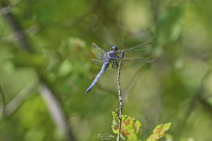 orthetrum coerulescens orthetrum bleuissant male 10 2 dxo orthetrum coerulescens orthetrum bleuissant male 10 2 dxo