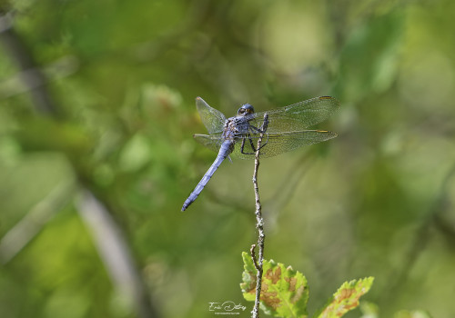 orthetrum coerulescens orthetrum bleuissant male 10 2 dxo orthetrum coerulescens orthetrum bleuissant male 10 2 dxo