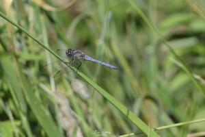 orthetrum coerulescens orthetrum bleuissant male 11 dxo orthetrum coerulescens orthetrum bleuissant male 11 dxo