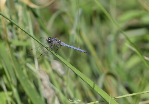 orthetrum coerulescens orthetrum bleuissant male 11 dxo orthetrum coerulescens orthetrum bleuissant male 11 dxo