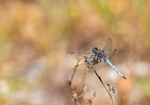 orthetrum coerulescens  l orthetrum bleuissant  male