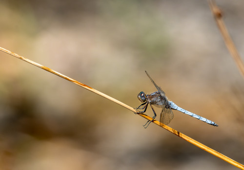 orthetrum coerulescens  l orthetrum bleuissant  male