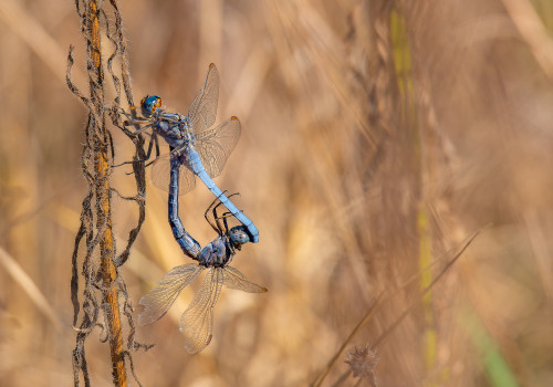 orthetrum coerulescens  orthetrum bleuissant  couple 10