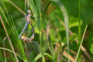 orthetrum coerulescens orthetrum bleuissant couple orthetrum coerulescens orthetrum bleuissant couple